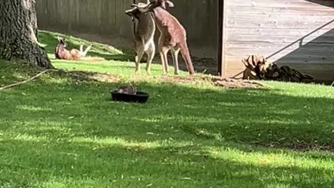 Kangaroo fighting show only in Australia ๐ฆ๐บ๐คฃ