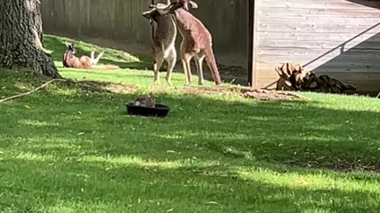 Kangaroo fighting show only in Australia 🇦🇺🤣