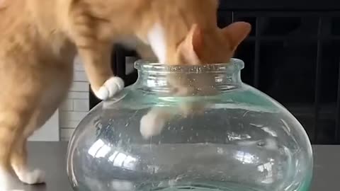 Funny pets cats will make you laugh