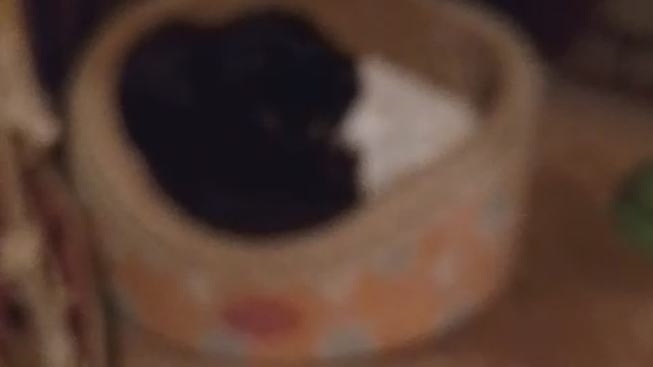 Бездомная кошка Ночька родила на улице