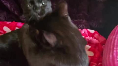 Two Affectionate Kitties