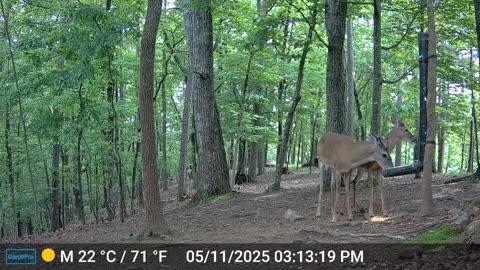 The Woods – 05/12/2025