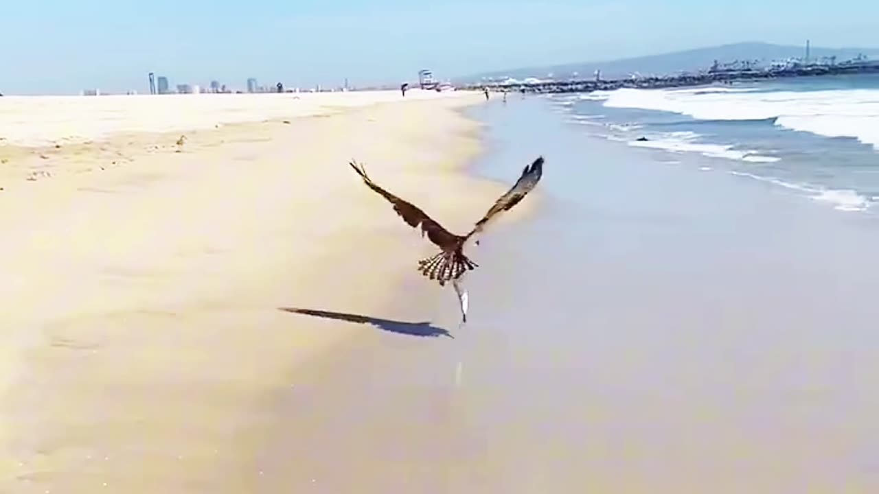 attack California beach ,#mullet preying on fish.