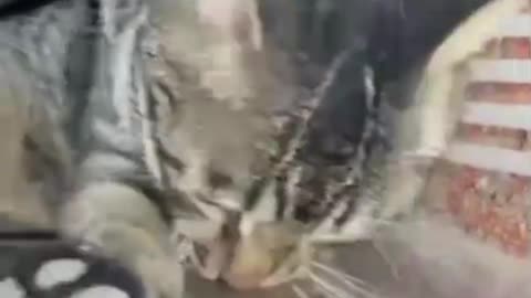Cat VS Rat funny moment 😻🐁