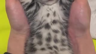 😂🐱 The Funniest Roommate You'll Ever Meet: Cat Edition | FunFM