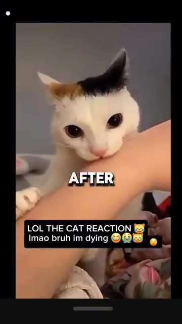 Cat bites human and instantly regrets it #shorts #funny #cat #cats #fyp #memes #shortsfeed #short