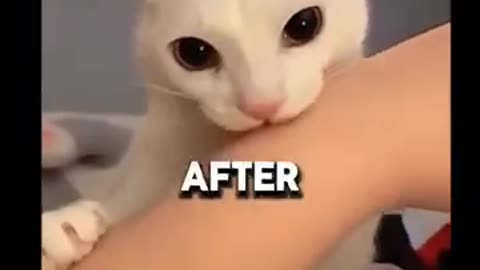 Cat bites human and instantly regrets it #shorts #funny #cat #cats #fyp #memes #shortsfeed #short