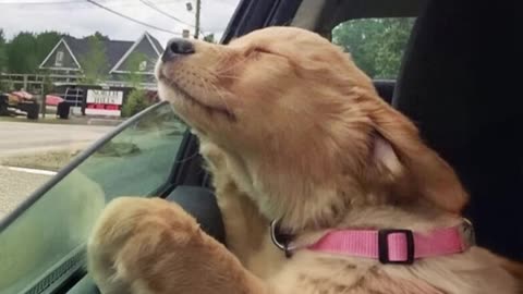 new funniest animal videos of May 2025