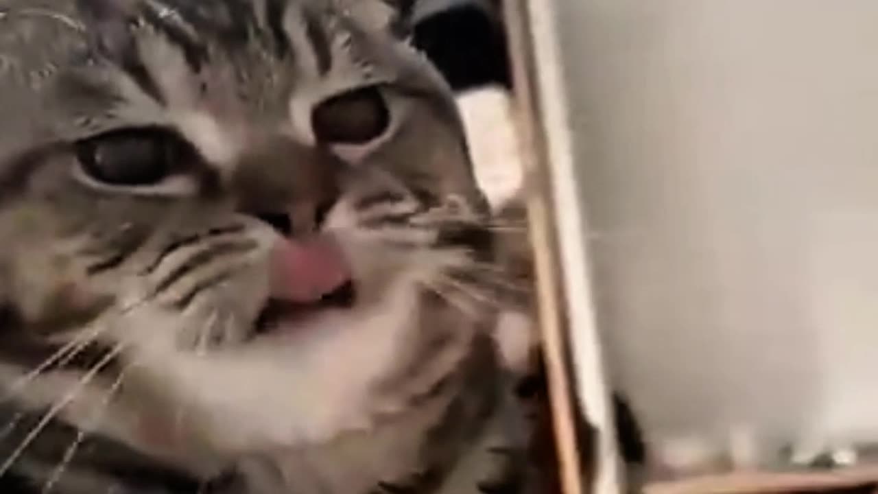 Funny Cat videos