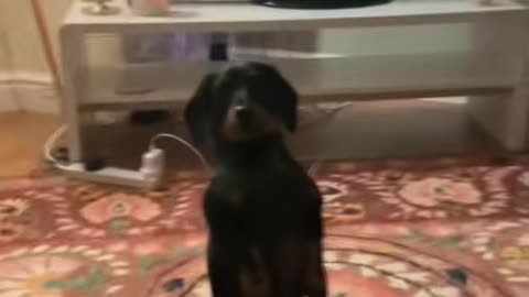 Weiner Dog Makes Movie Night Awkward