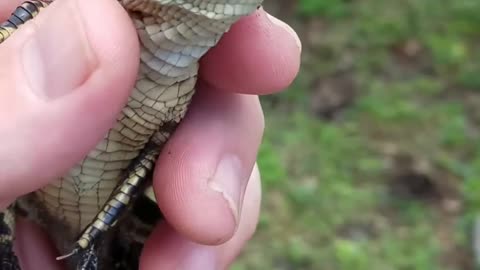 Beautiful Wild Animal Growth Journeys!