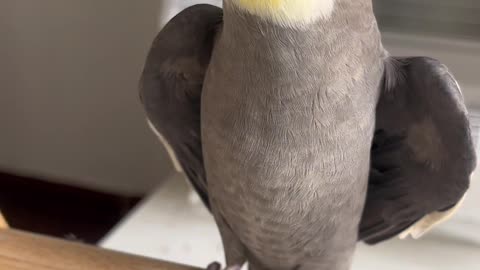 Adorable Cockatiel Asking for Cuddles 🐦💛