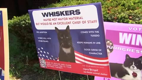 Pets compete in mayoral race in Massachusetts