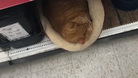 This Cat Takes His Job Very Seriously 😂