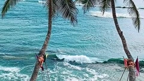 Cradle of Coconut Dreams