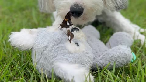 Puppy and His Butterfly Friend