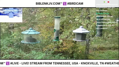 BIBLENKJV.COM™ 🛐 10/26/2025 #LIVE #BIRDCAM #WEATHER