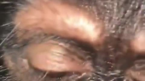 cumbersome monkey