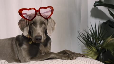 Smart Pets Being Extra Silly! – Bunny, Doctor Dog & Diva Pup| Pawfect LOLs #20