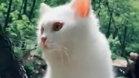 Funny Animal's Video | Funny Animal's Life | Animal's Videos Dog & Cats for Kids