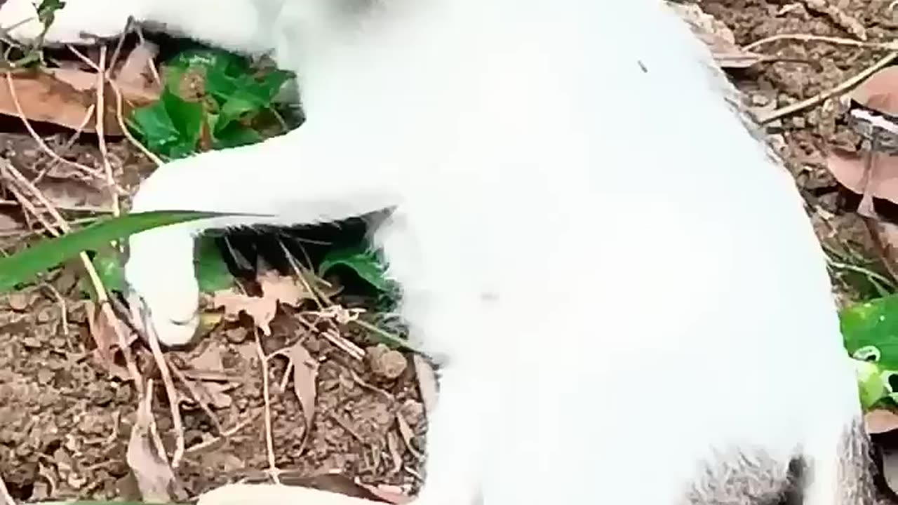 Nervous cat 😾