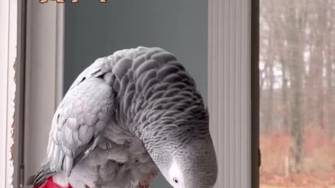 parrot says “gimme a kiss”💋BIG KISS HAHAHAH