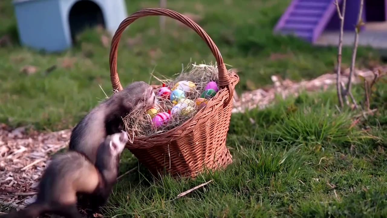 Whipsnade Zoo holds an Easter-themed treat hunt for its animals