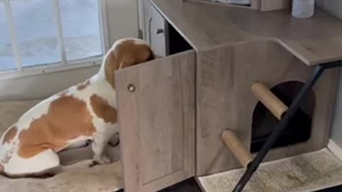 Kitten and Puppy Slingshot Teamwork