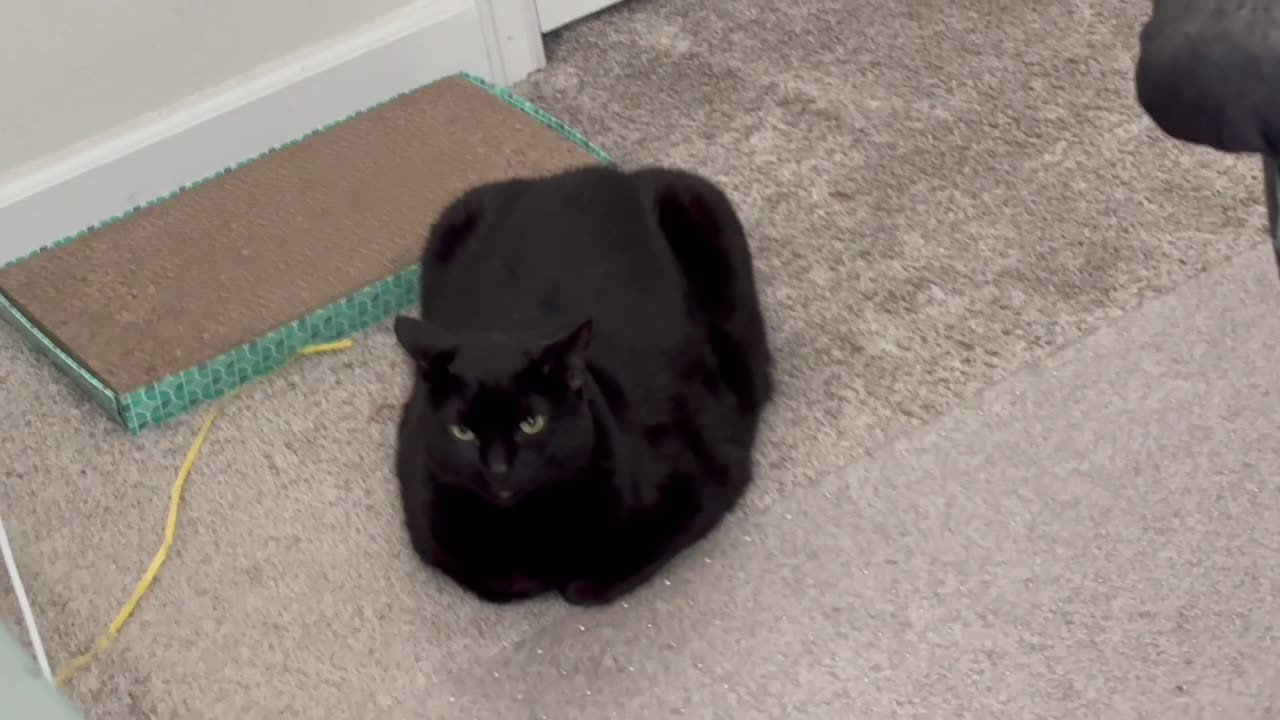 Cute Precious Piper is an Great Office Manager Loaf -Adopting a Cat from a Shelter Vlog