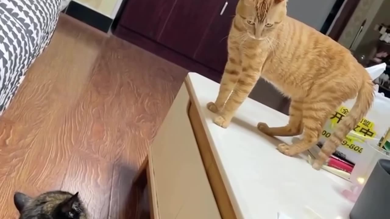 he funniest cat ever! 😹 haha!