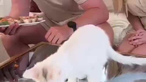 Mrbeast's cat wich sushi eat $10 or $10000