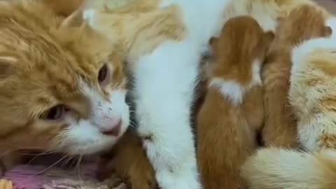 Mama cat jumped into our car with a kitten in her mouth । cat clip । cat and kittens ।।