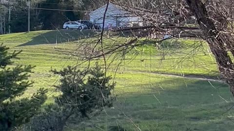 Kids Help Rescue Cat In A Tree