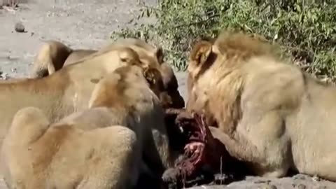Lions Ambush Zebra & Devour Antelope Alive 🦁🔥 Savage Serengeti Hunts