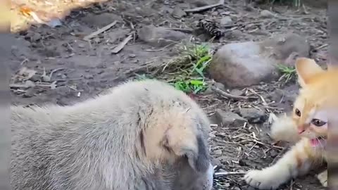 😱 Horrible cat vs dog fight #shorts