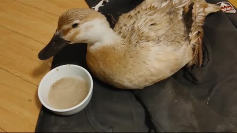Duck attack