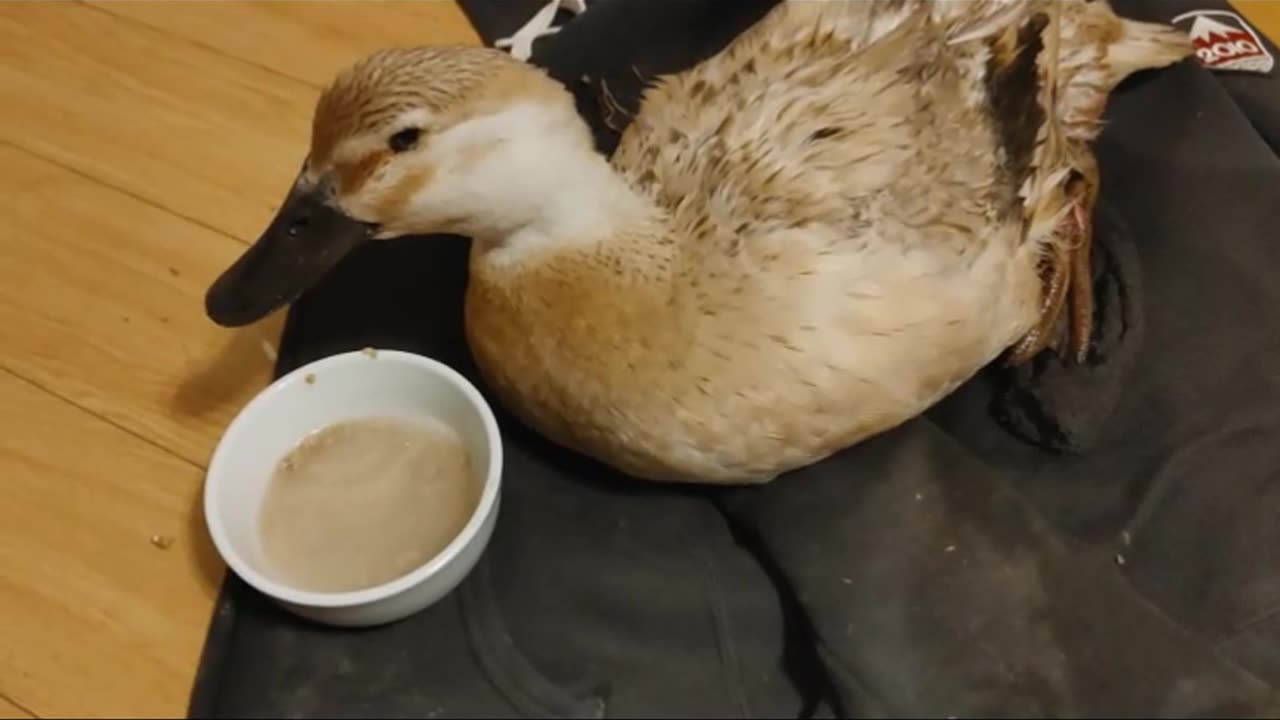Duck attack