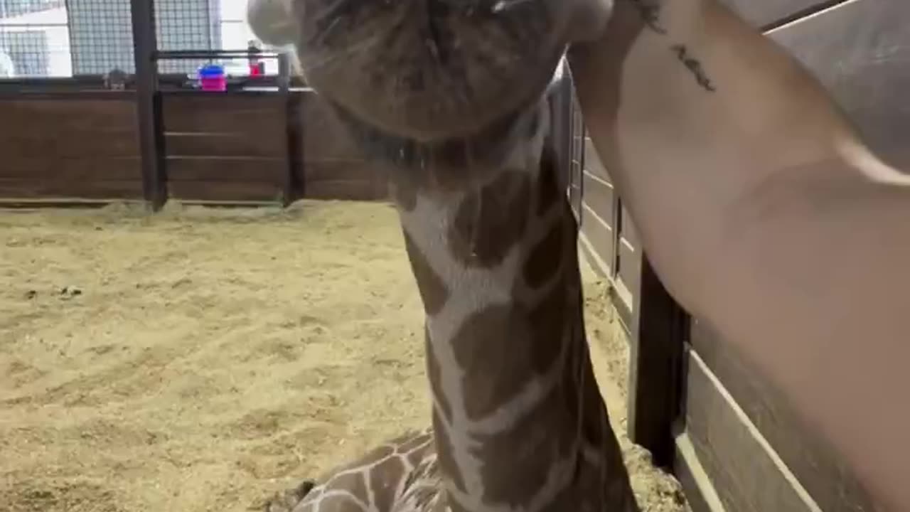 Throwback to when Finn was just a little guy 🦒