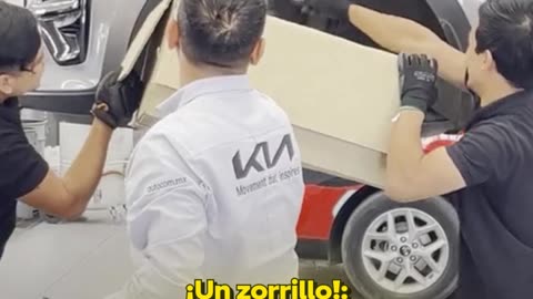 Zorrillo provoca caos en agencia automotriz en México