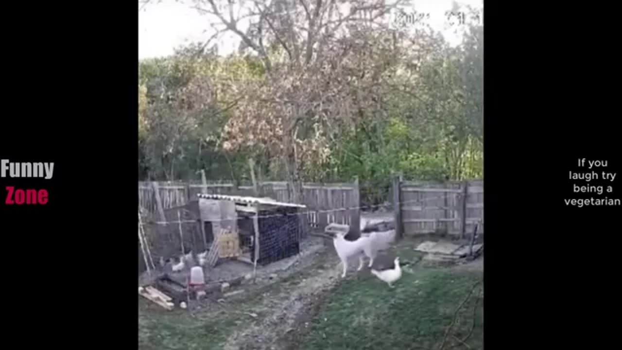 Funniest Viral Videos of the Week