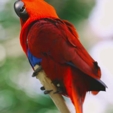 “A Bird in the Rain: Waiting for the Sky to Clear 🐦🌧️”
