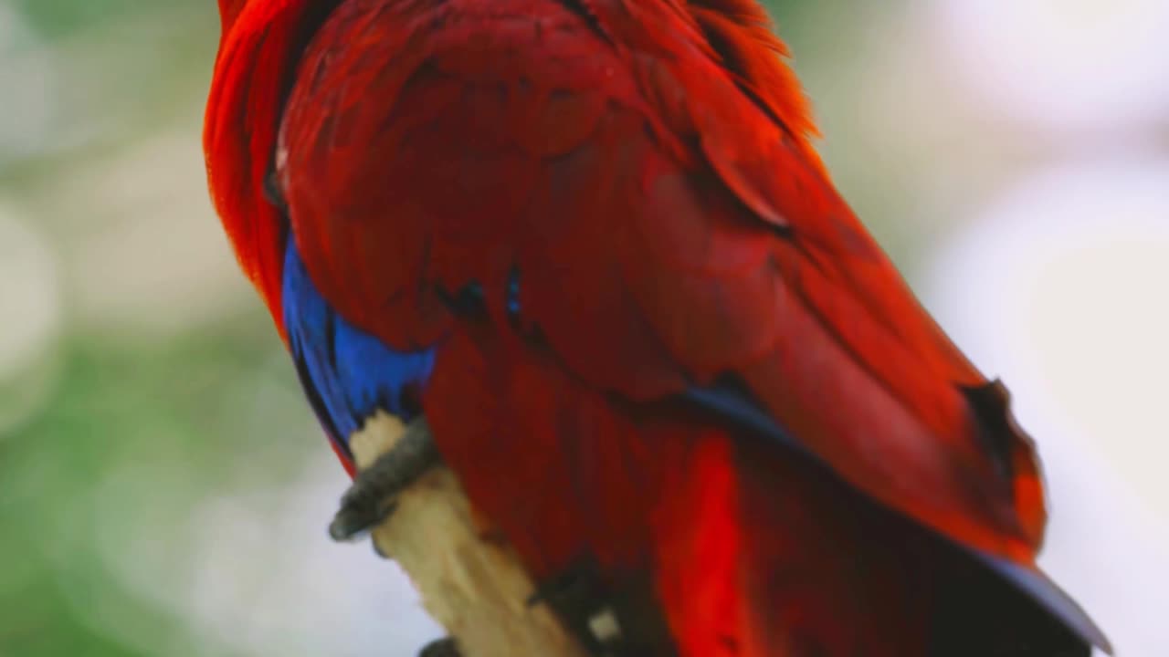 “A Bird in the Rain: Waiting for the Sky to Clear 🐦🌧️”