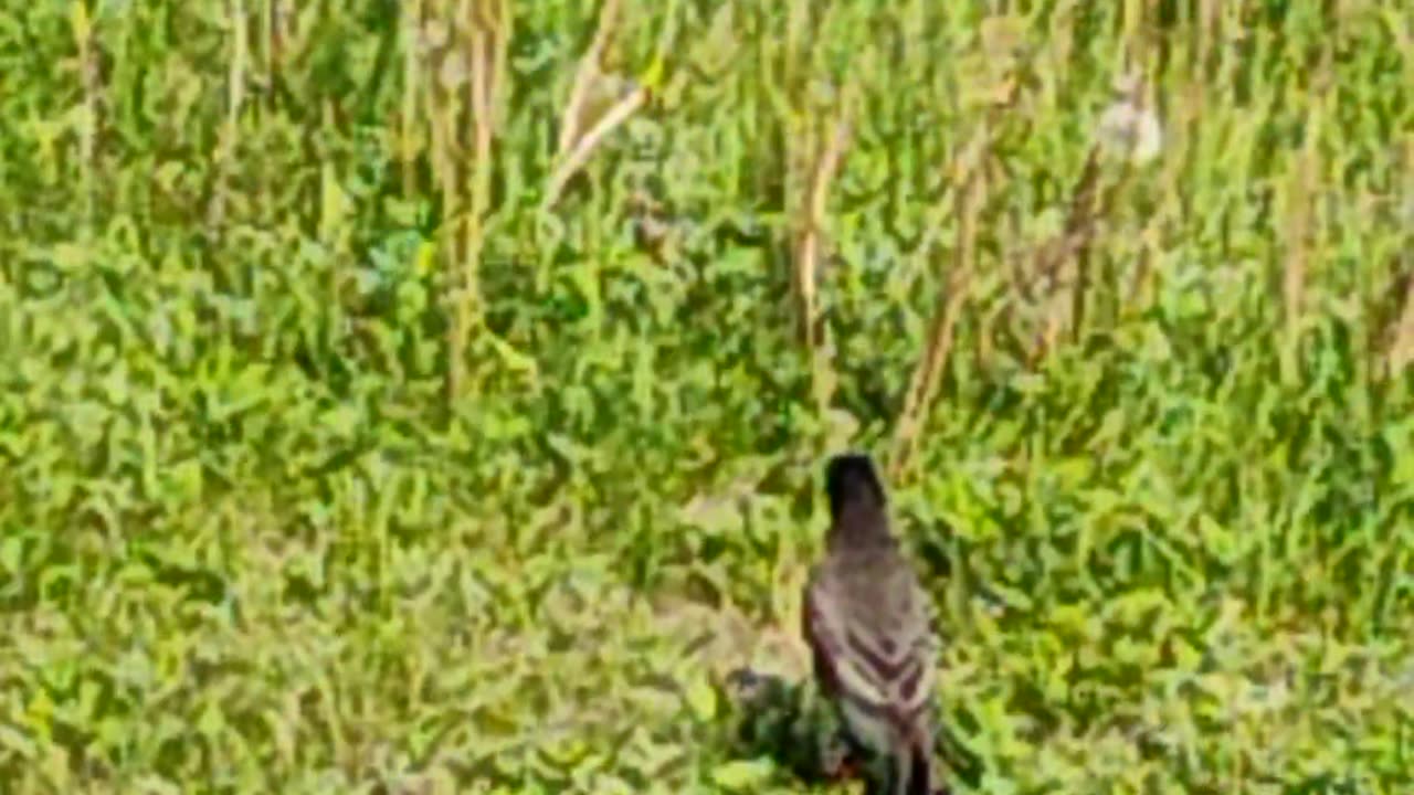Bird watching by the Susquehanna River PA