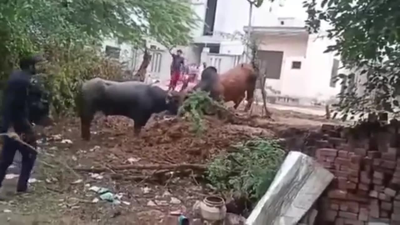 Rural Bull Fighting