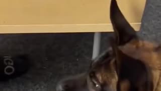Funny animals