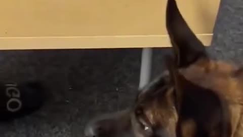 Funny animals