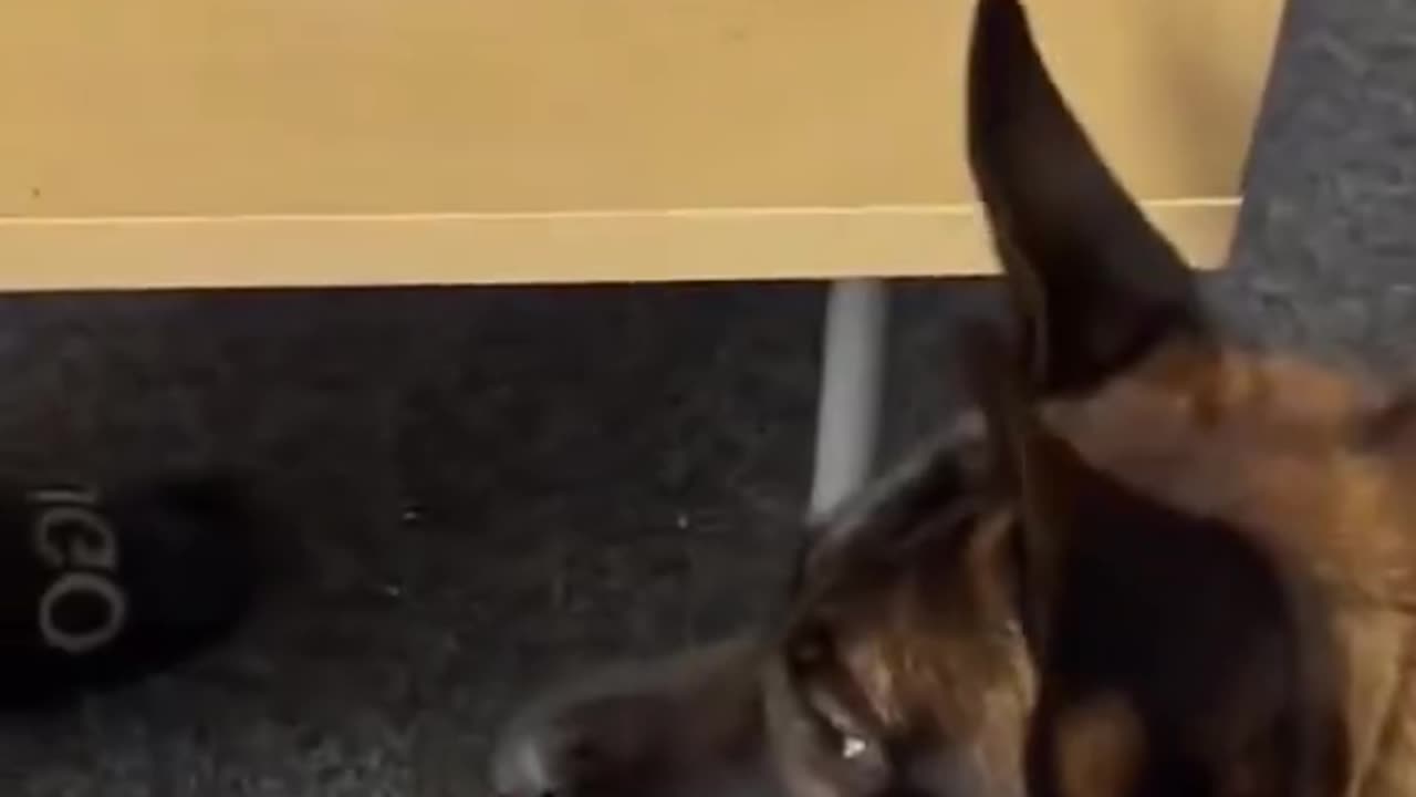 Funny animals