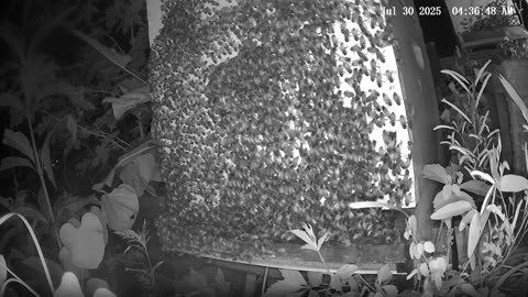 Wednesday Morning Peek at a Beehive