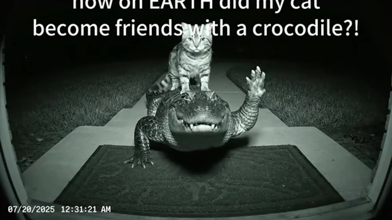 Night Cam captured this insane moment whee my cat returned with a crocodile 🐊