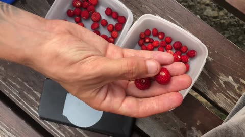 Swedish summer 🍓“strawberry”🍓 abundance
